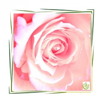 Parfümöl English Rose 100 ml