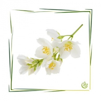 Parfümöl Jasmin 5 l