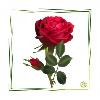 Rosenblüten gemahlen 1 kg
