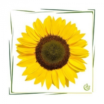 Vitamin E Natural 5 l