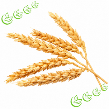 Weizenkeimöl 1 l