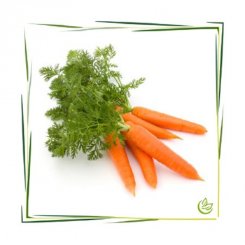Äth. Karottensamenöl 20 ml
