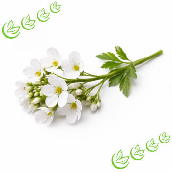 Wiesenschaumkrautöl raffiniert 1 l