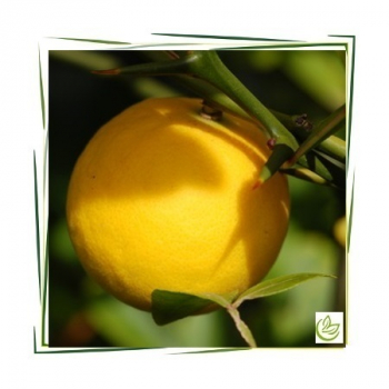 Äth. Petitgrainöl BIO 5 l