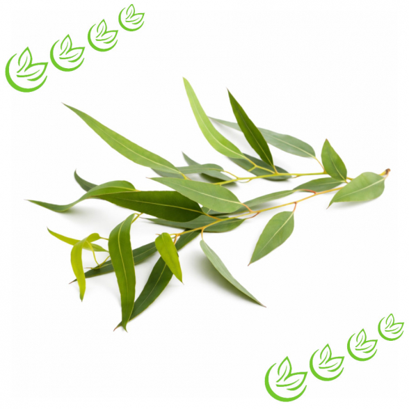 Äth. Eucalyptusöl 20 ml