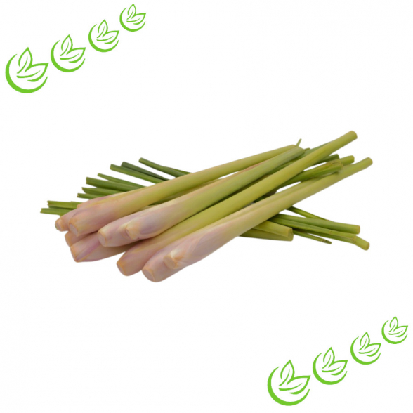 Äth. Melissenöl Indikum 5 l