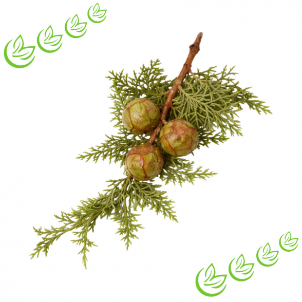 Äth. Zypressenöl 20 ml