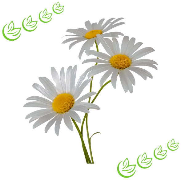 Äth. Kamillenöl römisch 5 ml