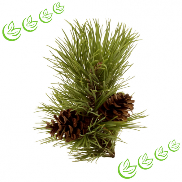 Äth. Kiefernnadelöl 20 ml