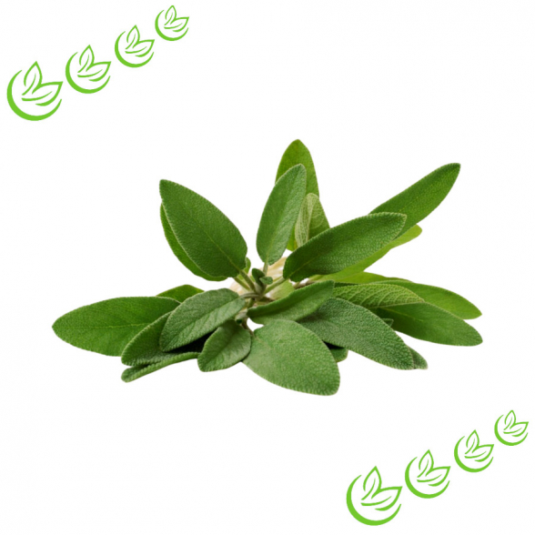 Äth. Salbeiöl BIO 100 ml