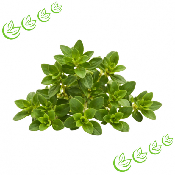 Äth. Thymianöl Satureioides BIO 100 ml