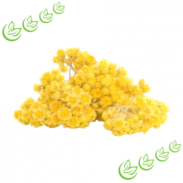 Äth. Immortellenöl BIO 1 ml