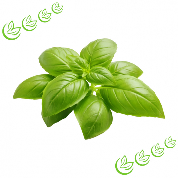 Äth. Basilikumöl BIO 20 ml