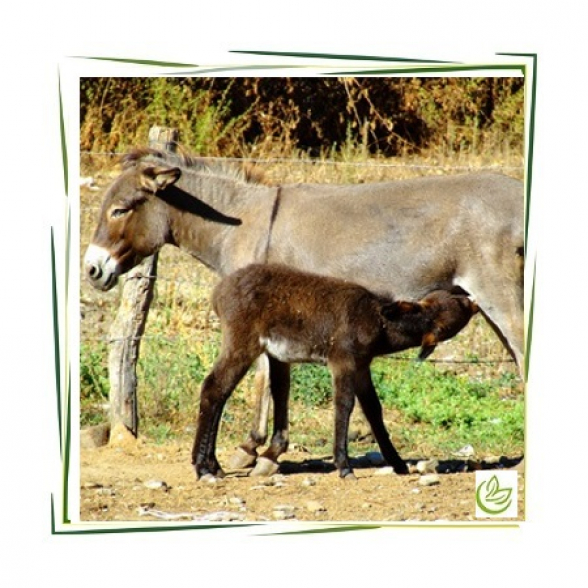 Eselsmilchpulver 1 kg