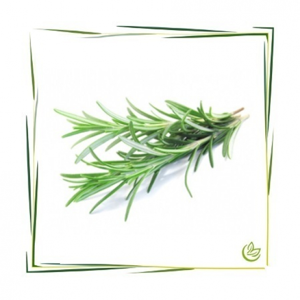 Hydrolat Rosmarin BIO 5 l