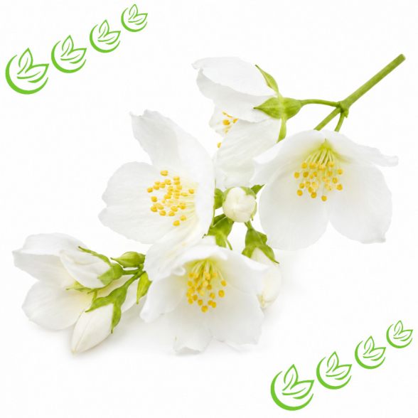 Parfümöl Jasmin 500 ml