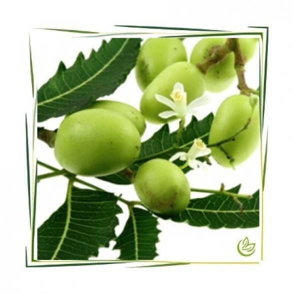 Neemöl kaltgepresst BIO 19 kg