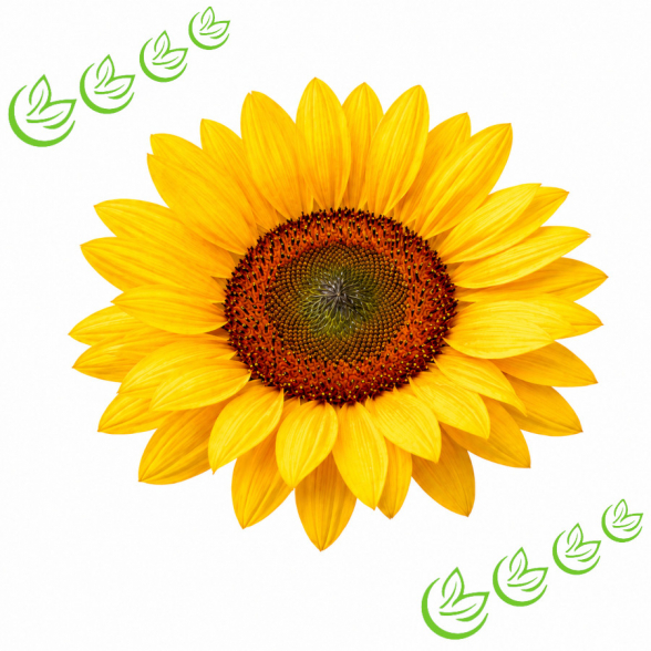 Sonnenblumenwachs 100 g