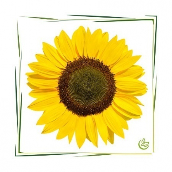 Vitamin E Natural 3 l
