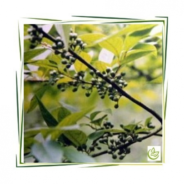 Äth. Litsea Cubebaöl 100 ml