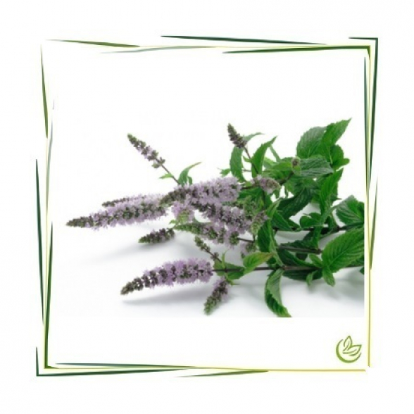 Äth. Pfefferminzöl Piperita BIO 20 ml