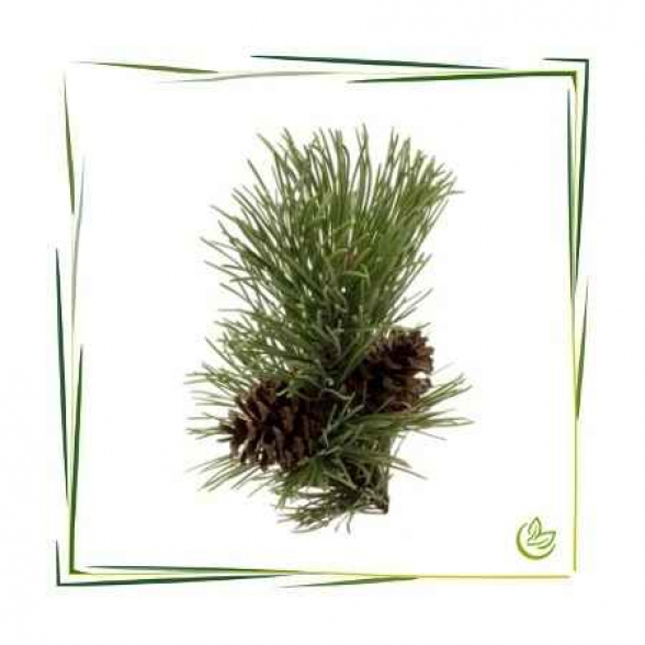 Äth. Kiefernnadelöl BIO 20 ml