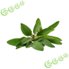Äth. Salbeiöl BIO 20 ml