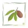 Cupuacu Butter desodoriert 500 g