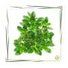 Hydrolat Thymian BIO 250 ml