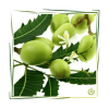 Neemöl kaltgepresst BIO 100 ml