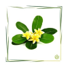 Parfümöl Plumeria 20 ml