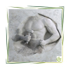 Parfümöl Torso 20 ml