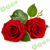 Parfümöl Rose 20 ml