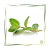 Äth. Krauseminzöl BIO 20 ml